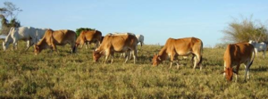 Vacas nelore de pelagem vermelha criadas a pasto